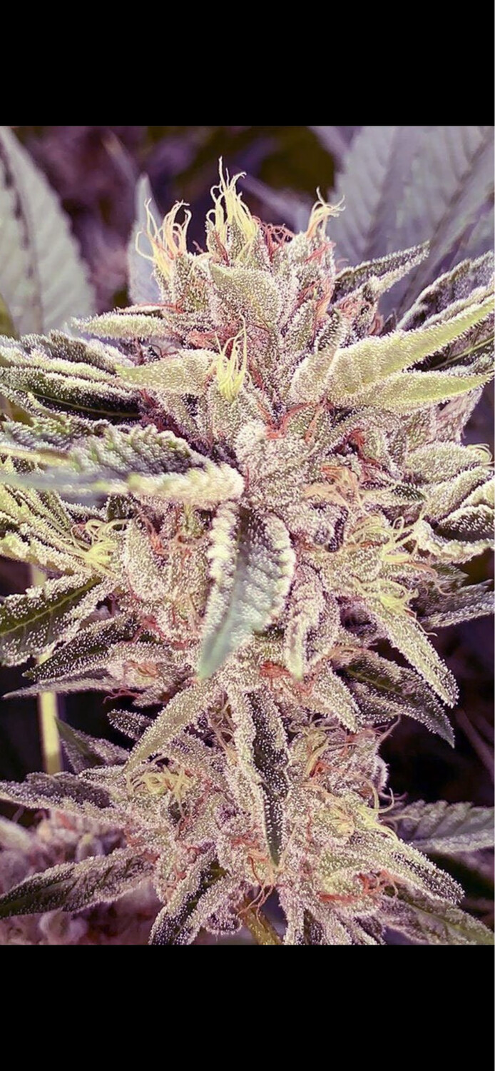 Mango Creamsicle (mango Og X Orange Creamsicle) Qty 5 Regulars
