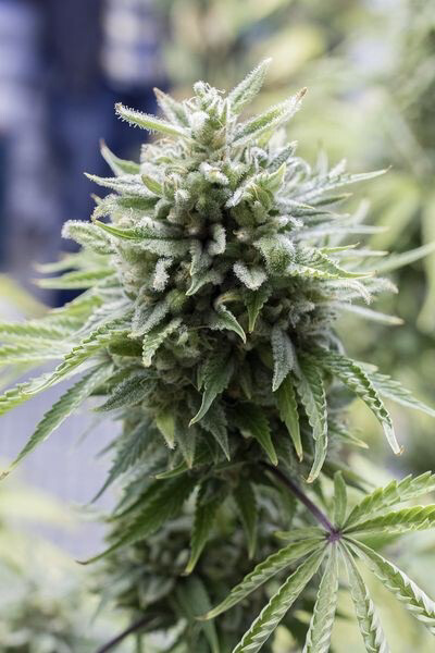 Og Kush Auto Regulars Qty 5