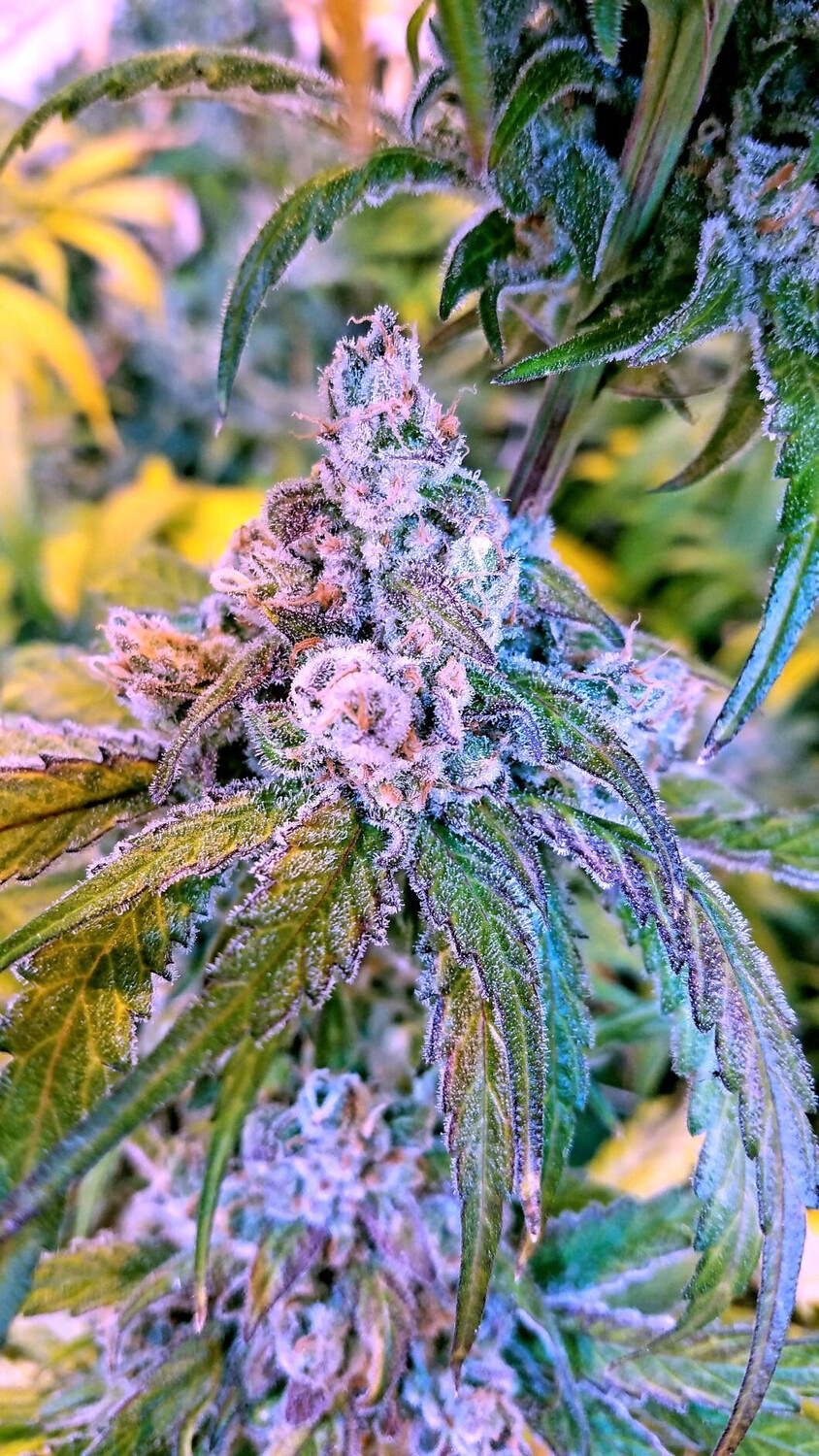 Cherry Limeade F’2