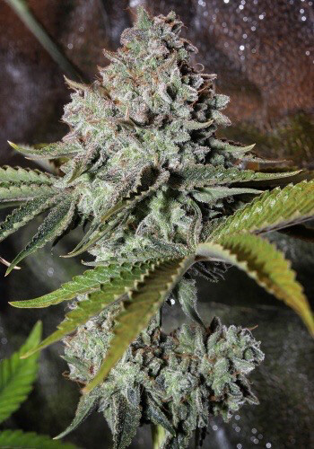 Tropical Mac (papaya X Mac (1st Drop Cap) )Qty 5 Regulars