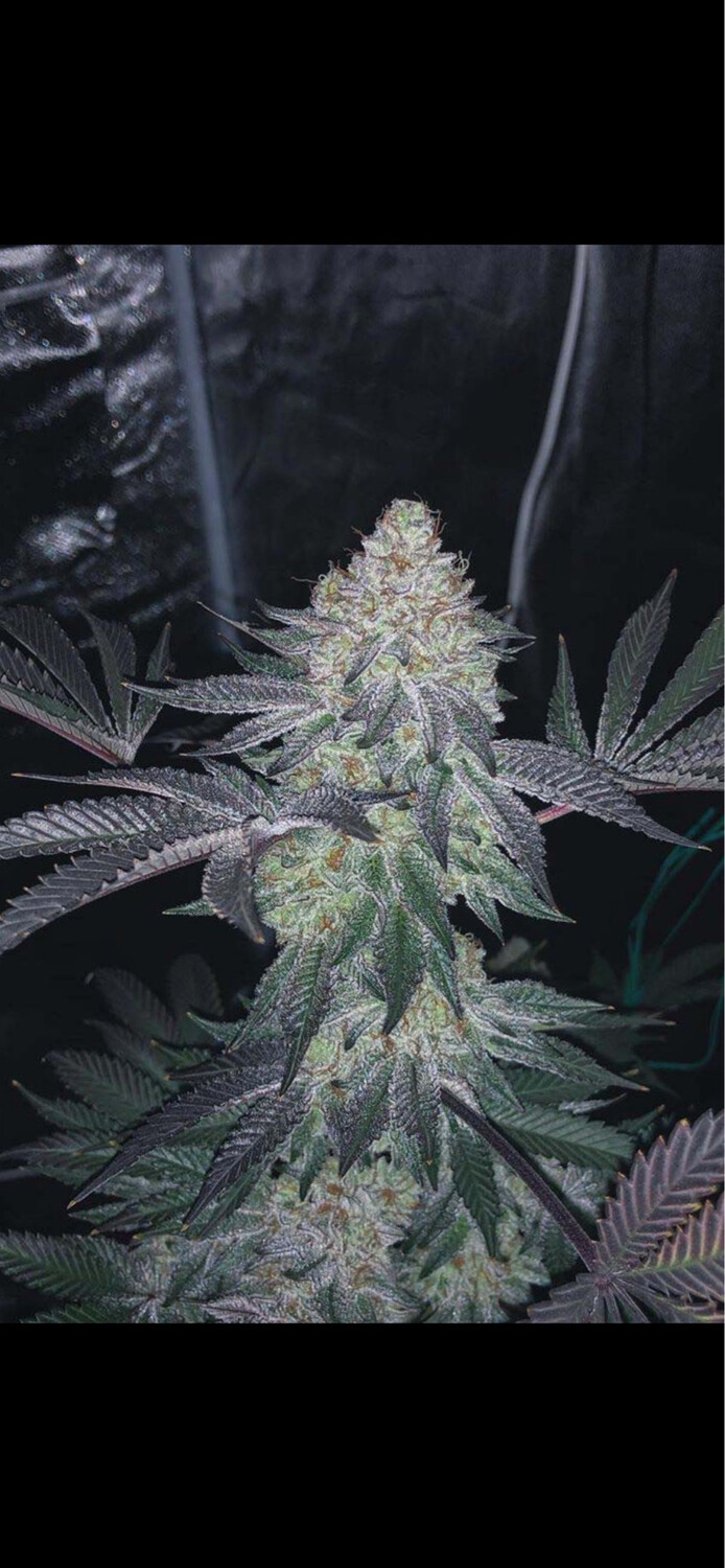 Peanut Butter Breath X Grape Dosi Qty 5 Regulars Limited