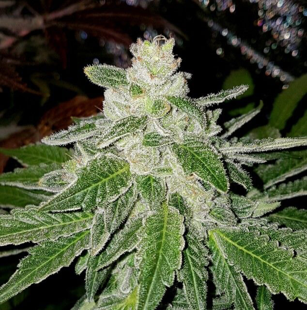 “ether” X Banana Og Regulars 5