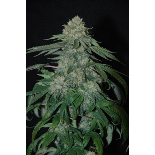 Gorilla Glue Auto Flower 5 Regular Seeds
