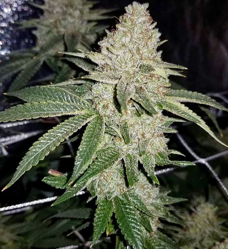 Diamond Colada (Platinum Lemontree X Platinum Orangetree) Qty 5 Regulars