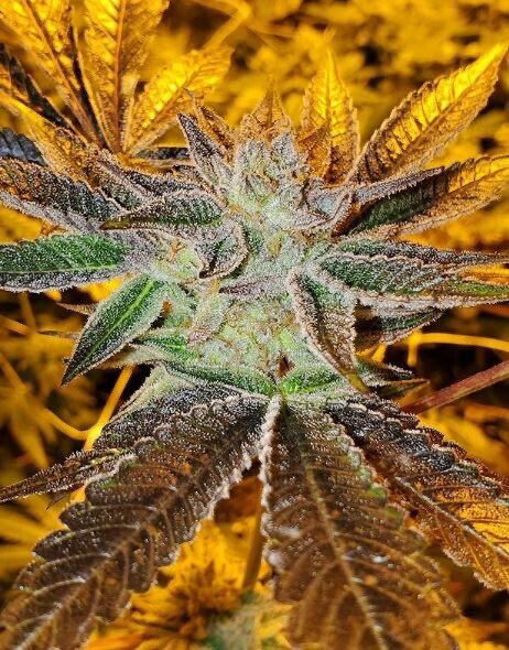 Sangria Punch (forbidden Gelato X Pineapple Punch 7) Qty 5 Regulars One Drop Only