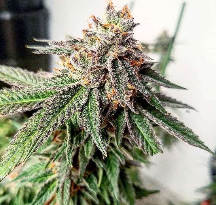 Cherry Parfait (forbidden Fruit X Gsc) X Cherry Runtz Qty 5 Regulars