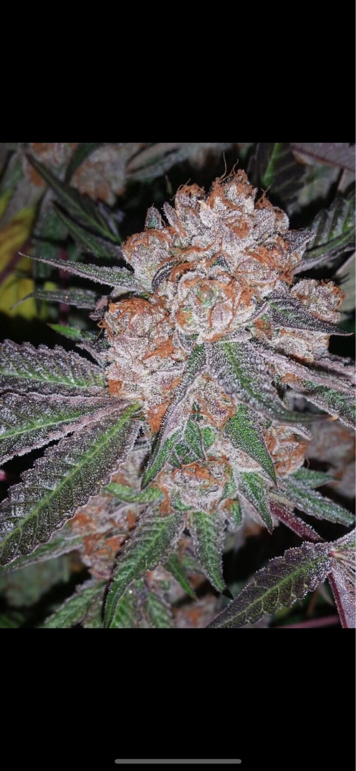 Blueberry Parfait (forbidden Fruit X Gsc) X Blueberry Chemdawg Qty 5 Regulars