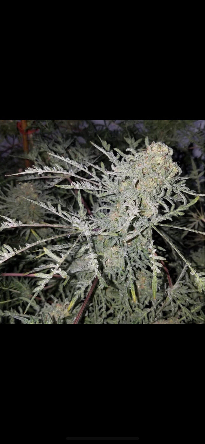 Freak show F’9 Regulars Qty 5 Seeds. Seeds Are Naturally Light In Color. Everything About This Plant Is Freaky