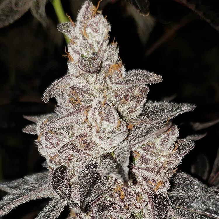 Platinum Runtz X Baja Blast Qty 5 Regulars
