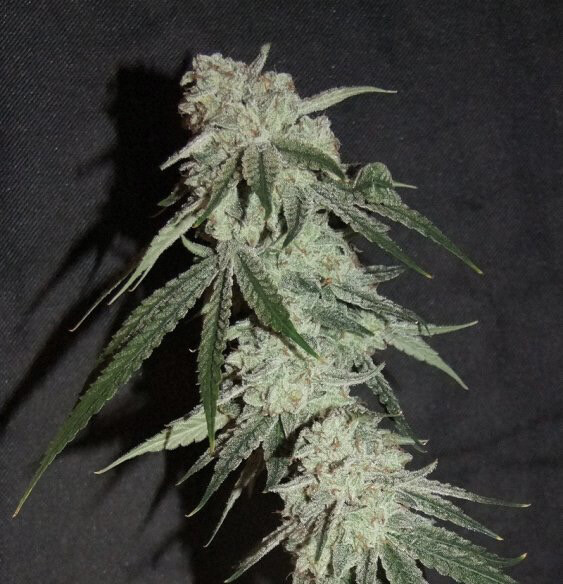 Grape Dosi X Mimosa Qty 5 Regulars Very Limited