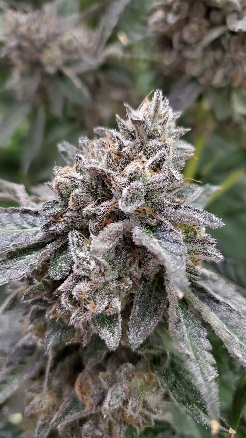 Gelato 41 X Grape Dosi 5 Regulars