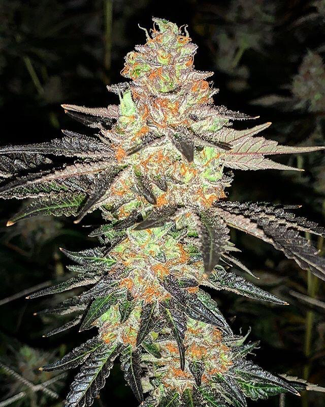 33 Grapes (gelato 33 X Grape Dosi) 5 Regulars