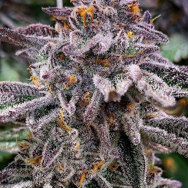 White Truffles X Pancakes Qty 5 Regulars Limited