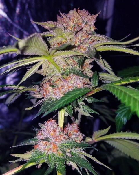 Kona Grapes (Kona Gold X Grape Dosi) Qty 5 Regulars