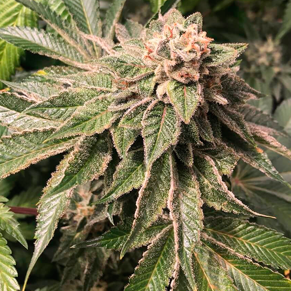 Key Lime Pie X Mac V2 X Grape Dosi Qty 5 Regulars