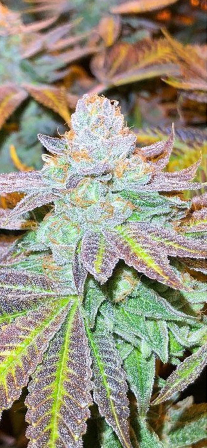 Zkittlez X Gushmints Qty 5 Regulars