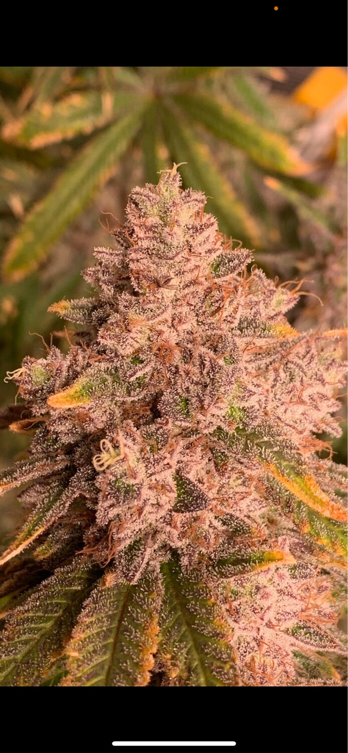 Gmo X Lemontree X Mac V2 Qty 5 Regulars