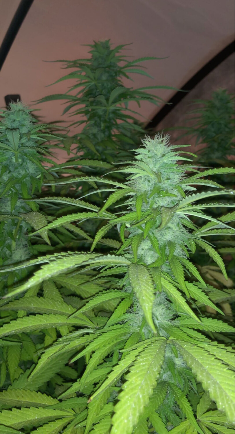 Ice Cream Cake (jbeezy Cut) X Wedding Crasher Qty 5 Regulars