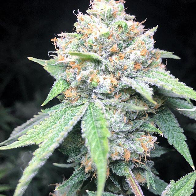 Gg4 X Wedding Pie Qty 5 Regulars