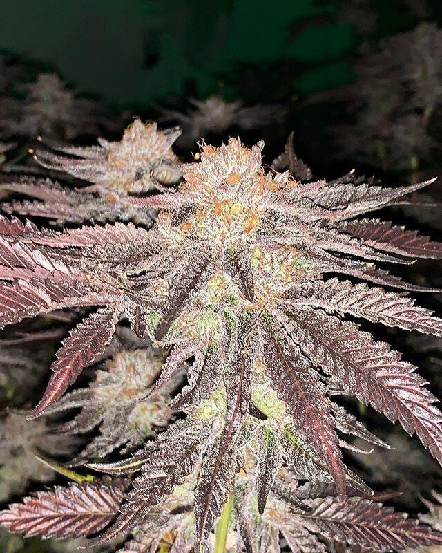 Thin Mint Cookies X Orange Sherbet Qty 5 Regulars