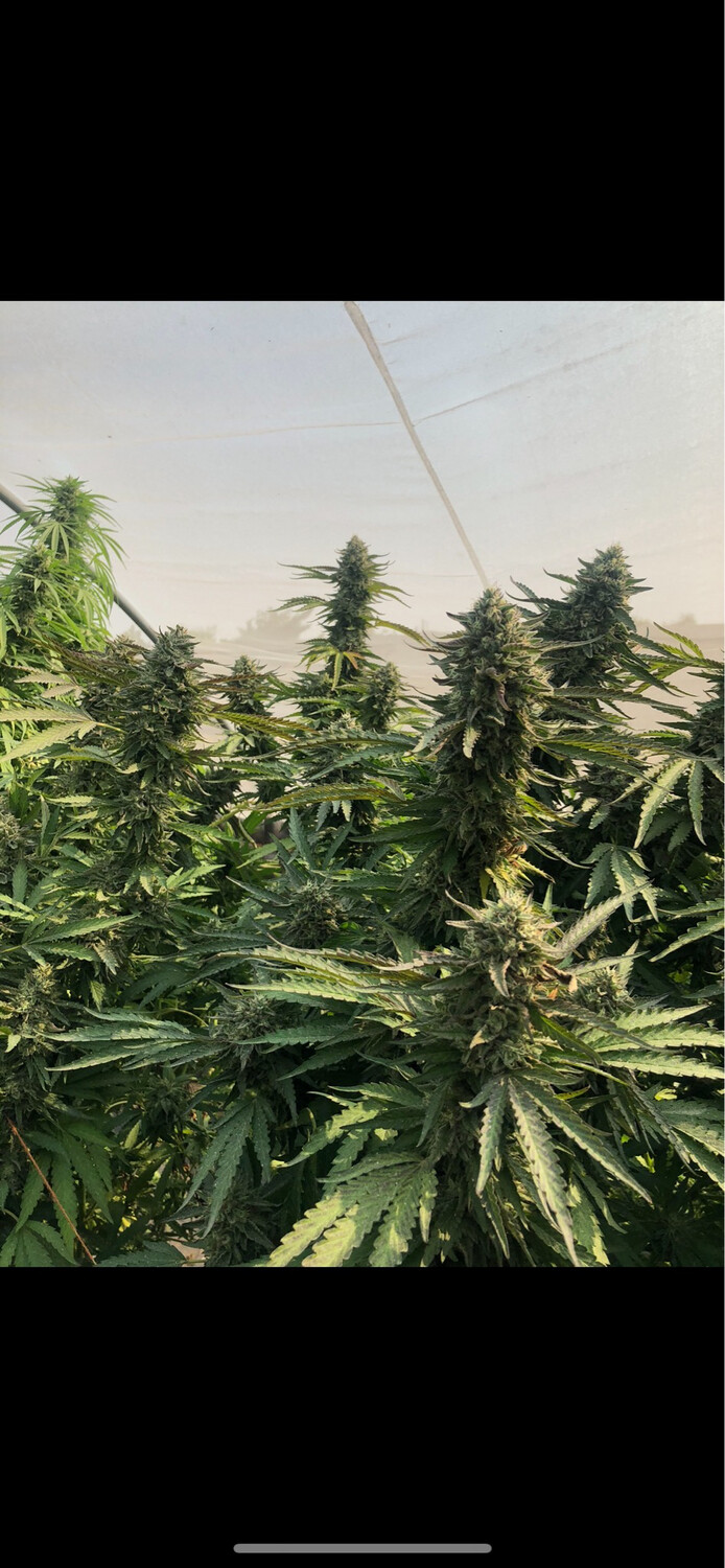 Platinum Baja Blast (platinum Sherbet X Baja Blast) Bulk Pack! Qty 50 Seeds Regulars