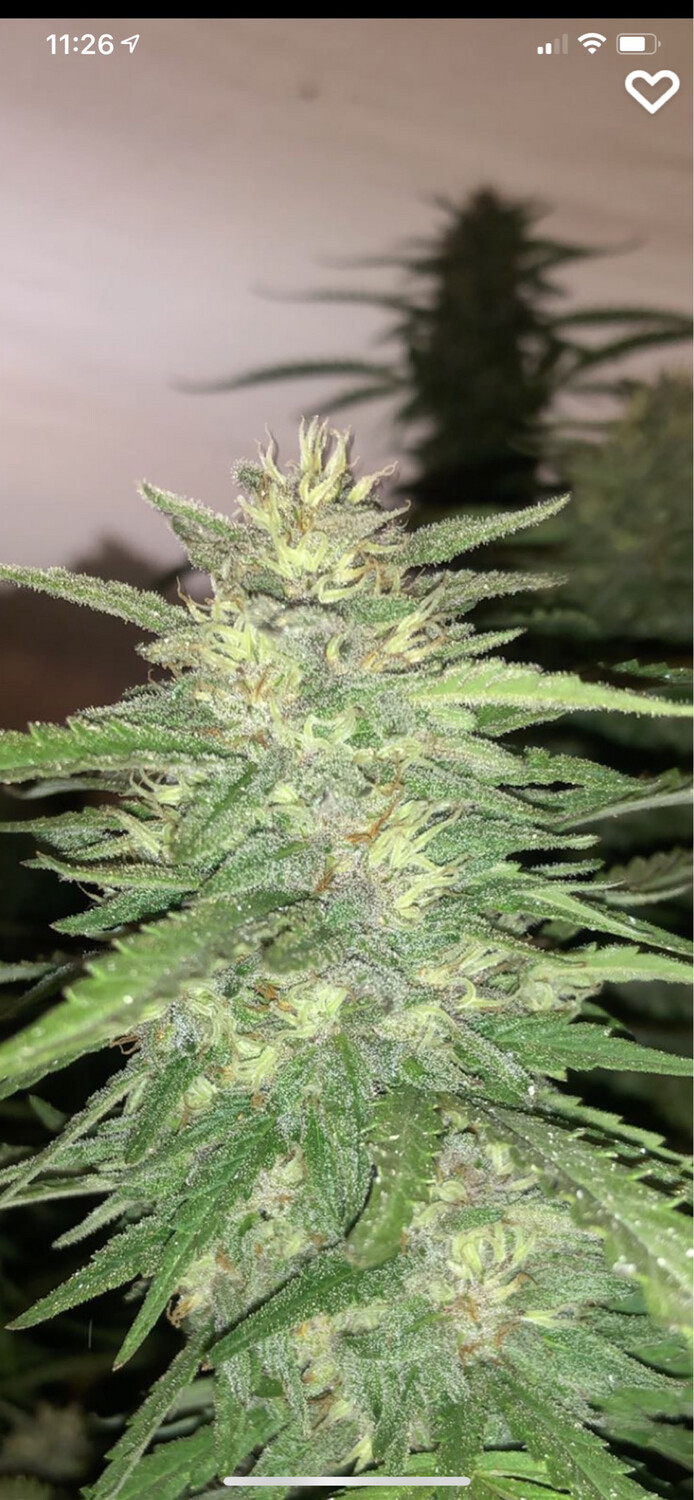 Purple Punch F2 Qty 5 Regulars 10 Available 