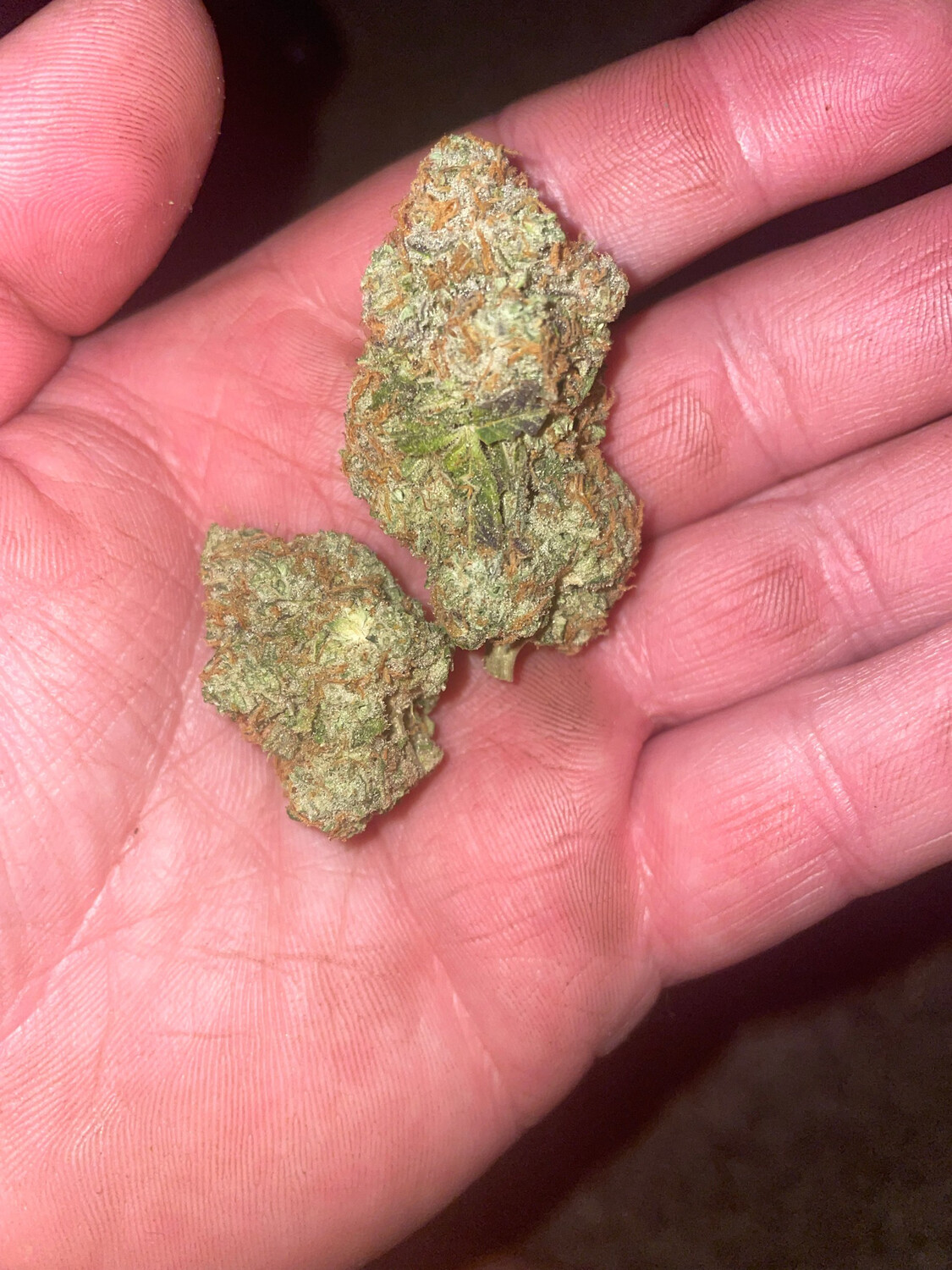 Banana Runtz X Project 562 Qty 5 Regulars