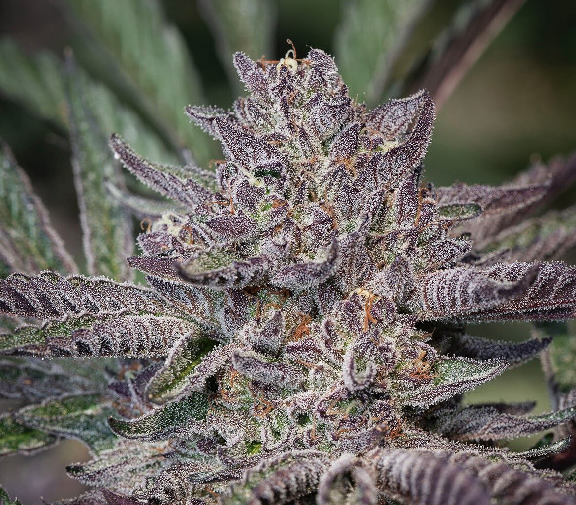 Oreoz X (sunset Sherbet X Kirkwood Og) Qty 5 Regulars /12