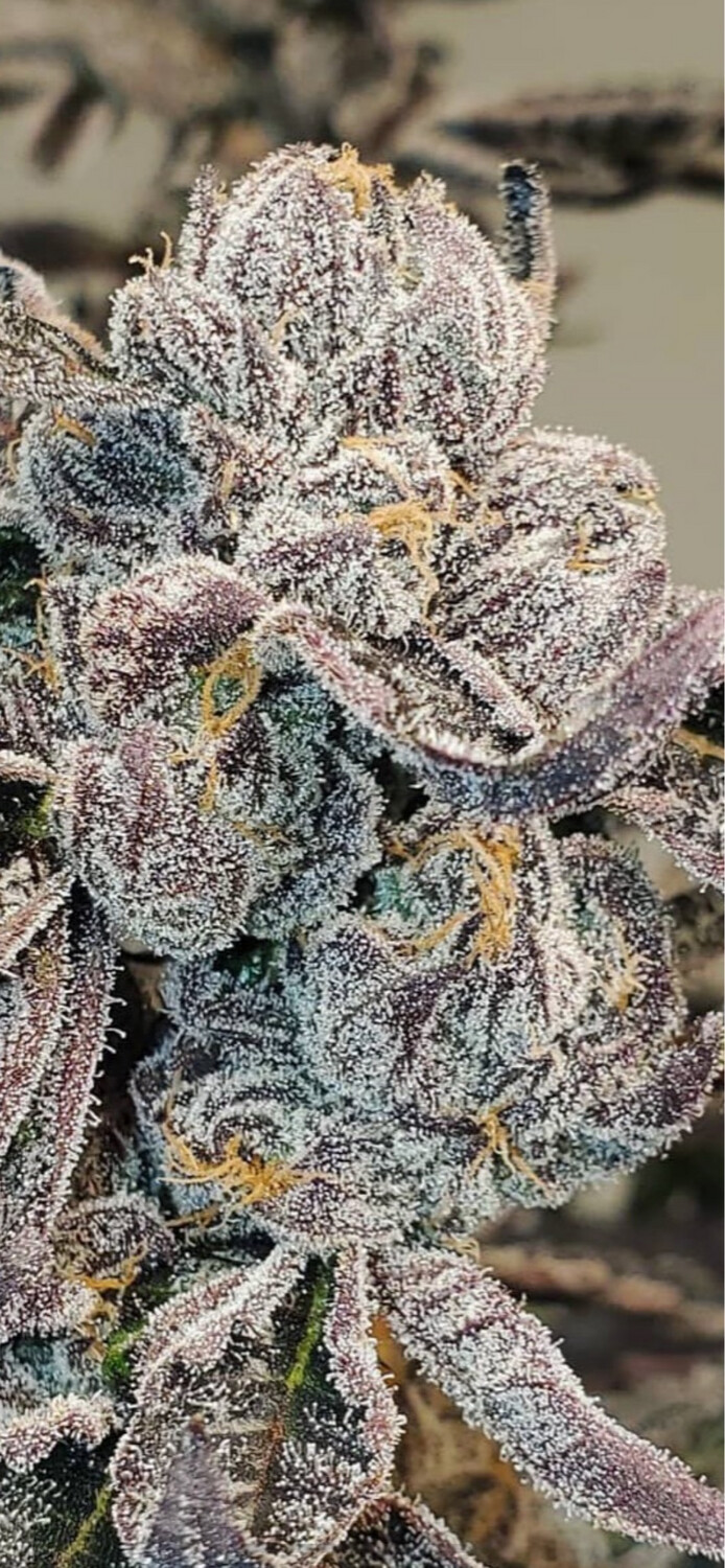Cheetah Piss X 209 OG Qty 5 Regular Seeds
