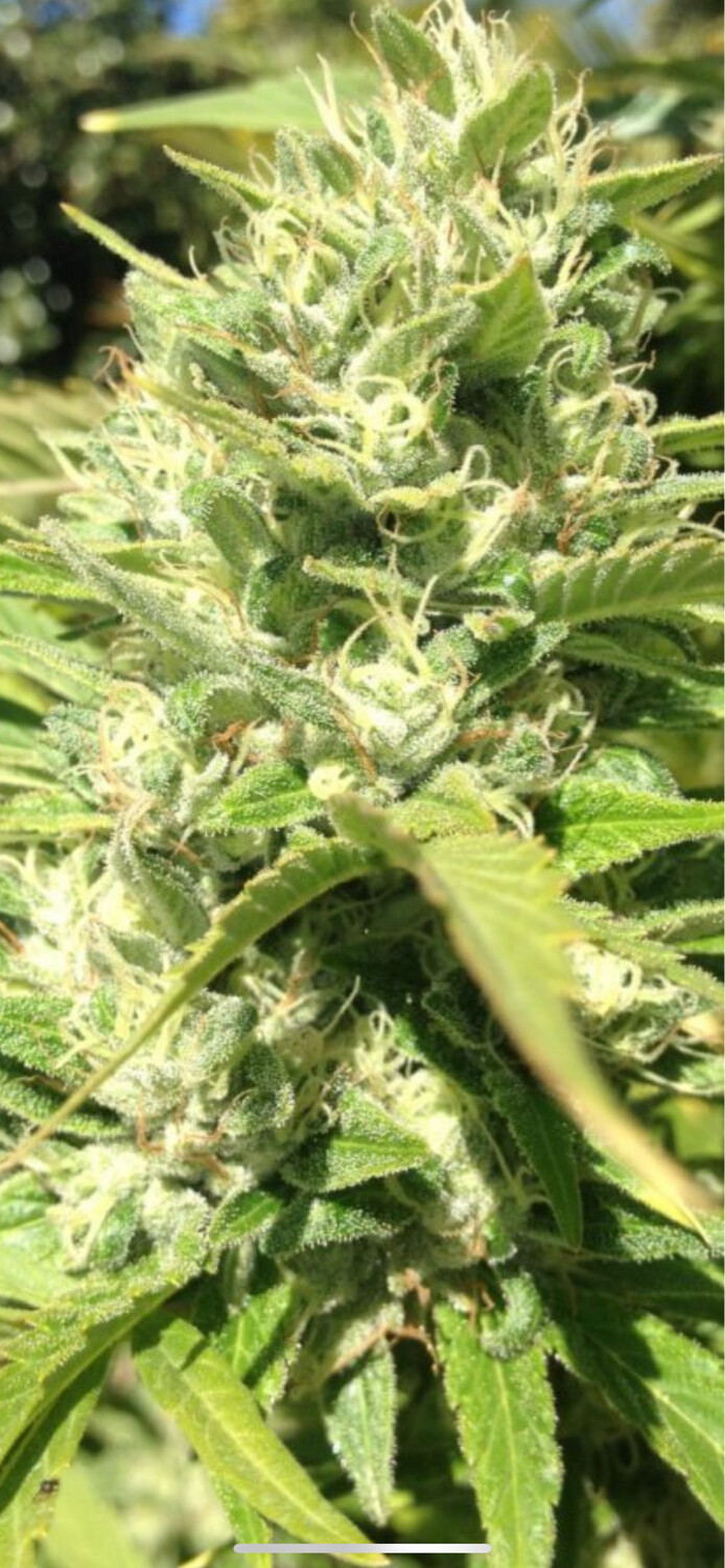 Mango Sherbet (mango Og X Açaí Sherbet) Qty 5 Regulars