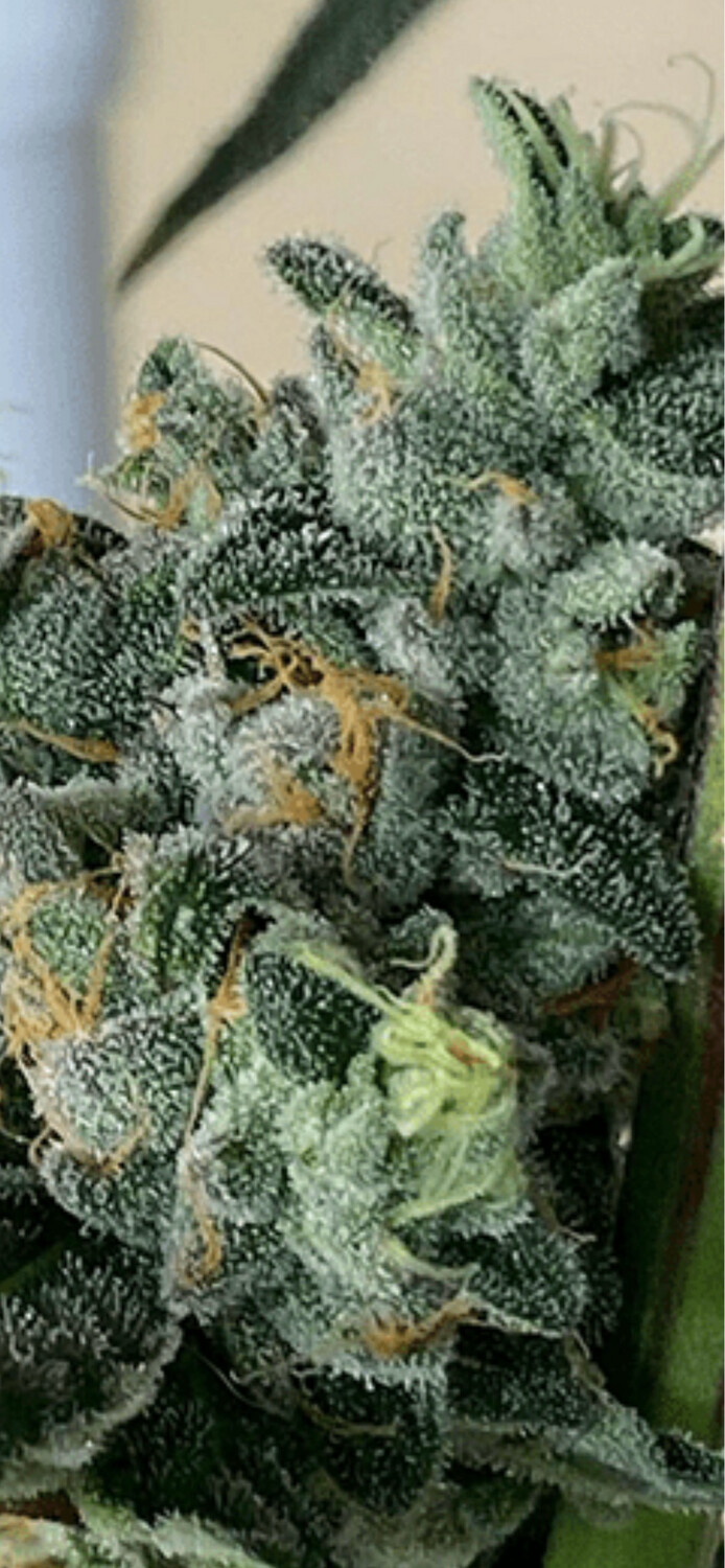 Lemon Cherry Mintsqty 5 Regulars