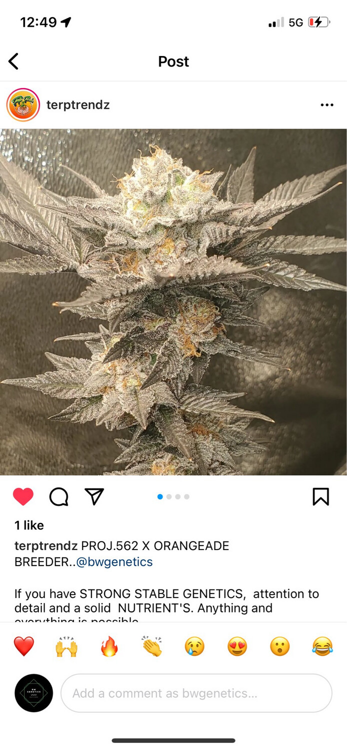 Orangeade X Project 562 Qty 5 Regulars