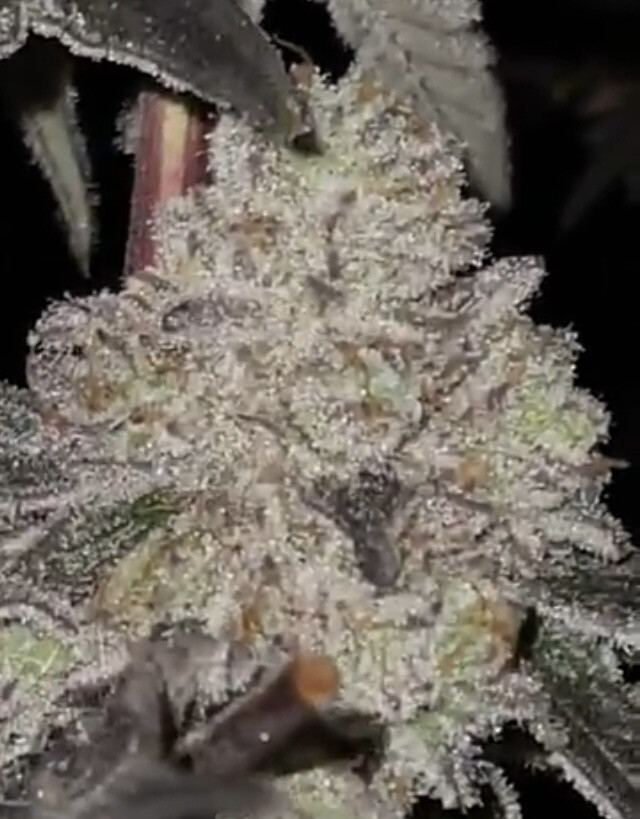 Gmo X Very Cherry Qty 5 Regulars