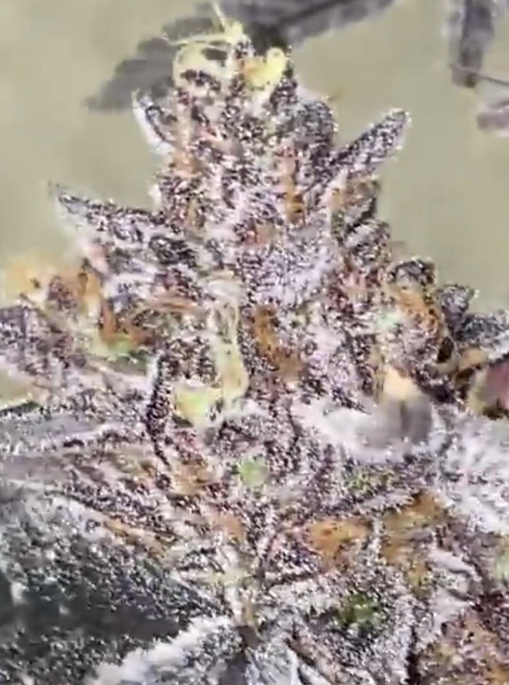 Gelato 41 X Very Cherry Qty 5 Regulars