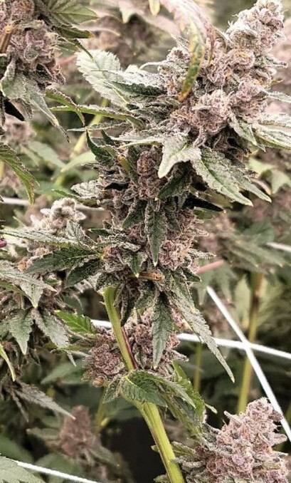 Gary Peyton X Kona Grapes Qty 5 Regulars