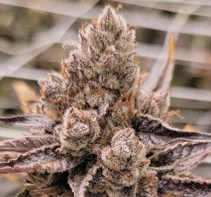 Mimosa X Mai Tai Qty 5 Regulars