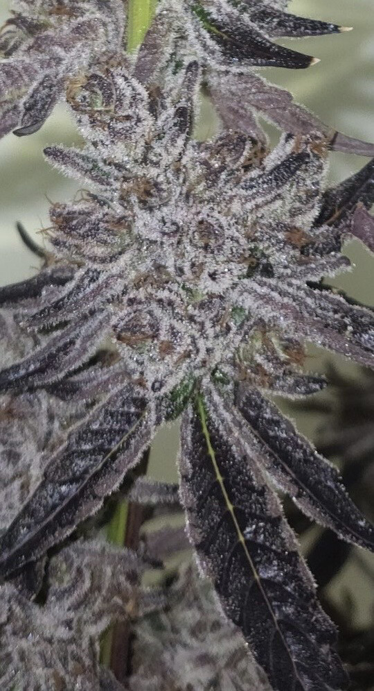 Y2K (planet Dosi X Purple Urkel) X Forbidden Runtz