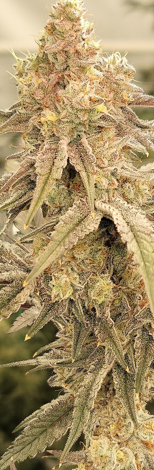 Garlotti X Very Cherry Qty 5 Regulars