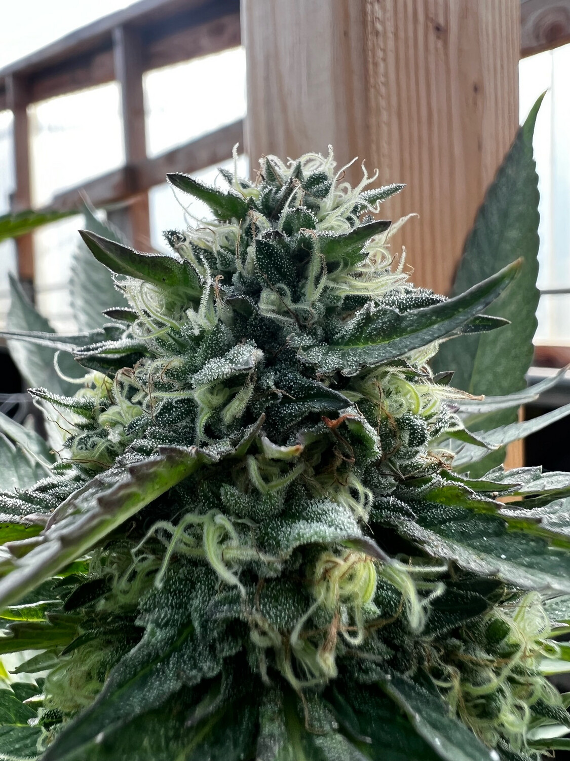 Kona Bananas (banana Punch X (Kona Gold X X18) Qty 5 Regulars