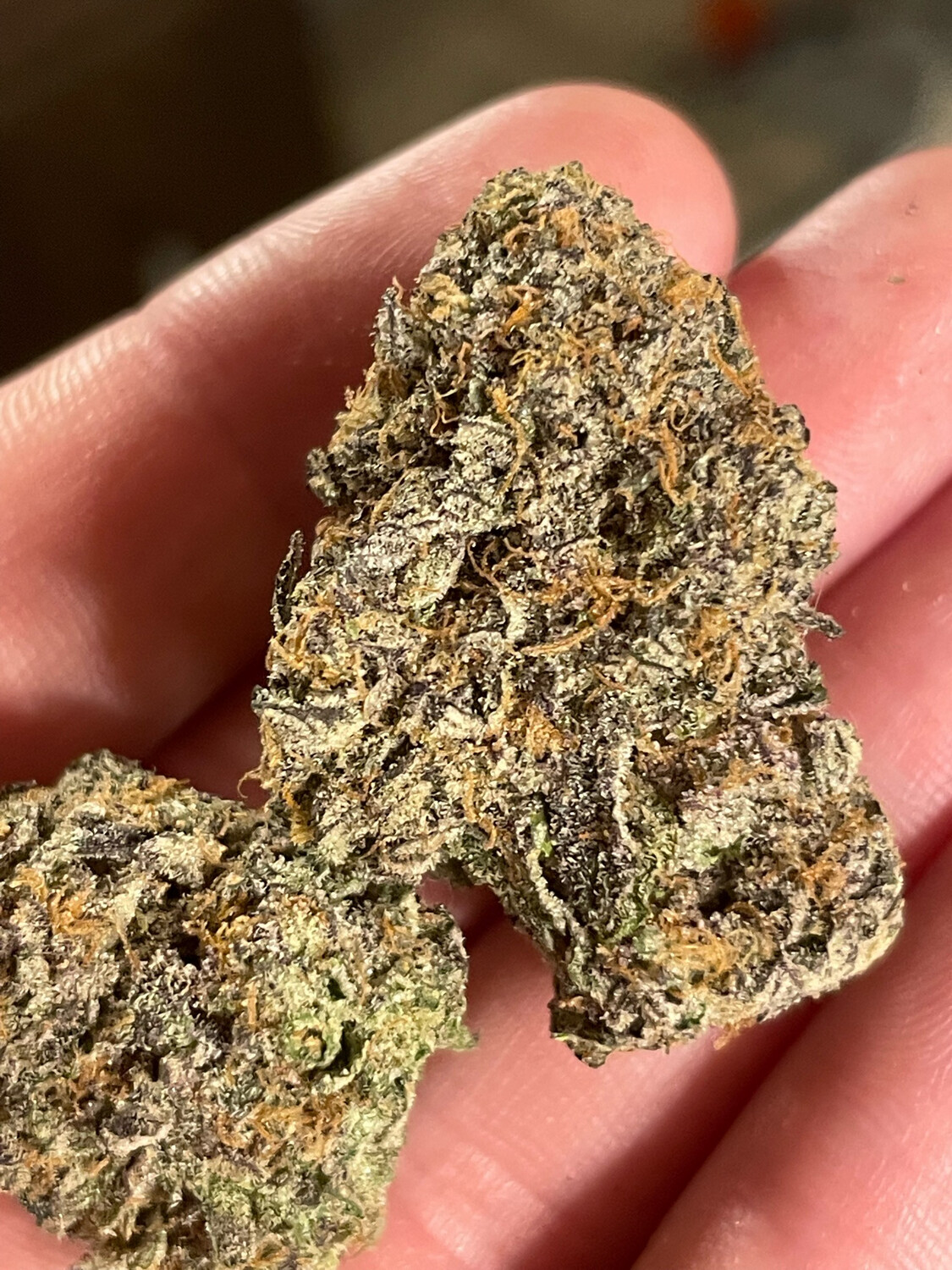 Jealousy X ( Kona Gold X X18) Qty 5 Regulars
