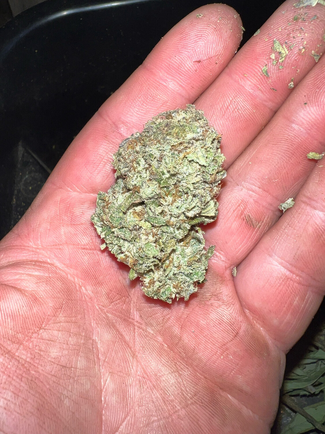 Very Cherry X (horchata X Platinum Sherbet)