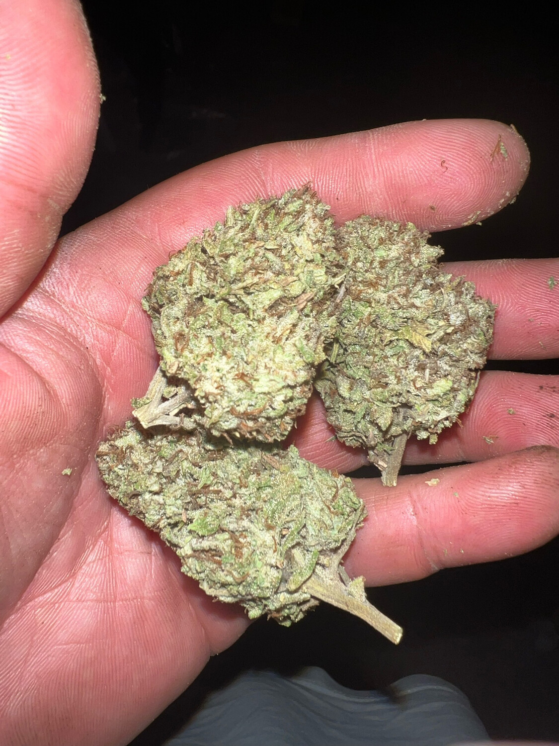 Pitaya 175 (snow Lotus X Old Silver Haze) X Platinum Horchata Qty 5