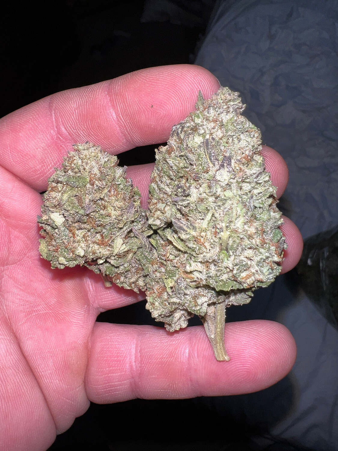 Red Bullz X Wedding Sunset Qty 5 Regulars