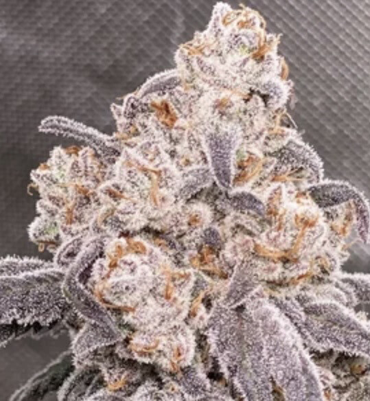 Pure Michigan(maxyield Cut) X Lemon Icee Qty 5 Regulars