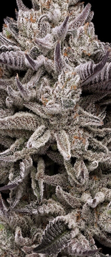 Pure Michigan (maxyield Cut) X Platinum Horchata Qty 5 Regulars