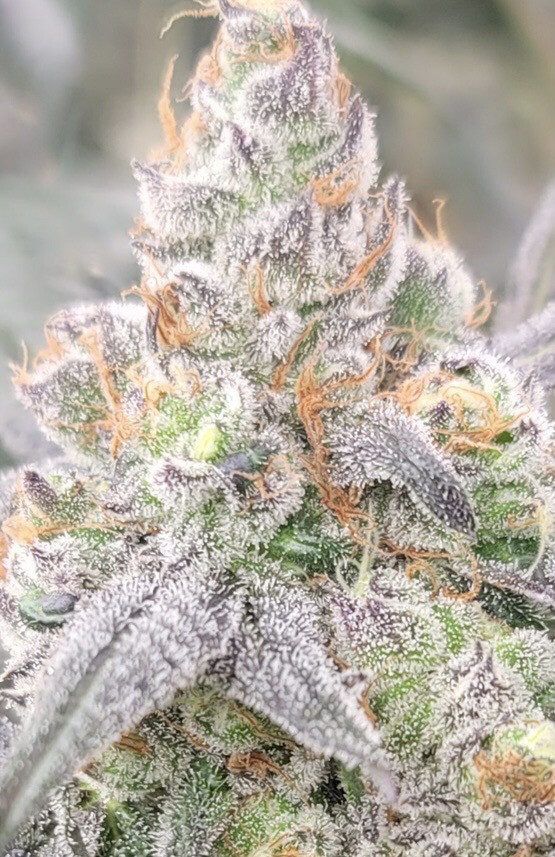 Lemon Cherry Runtz Qty 5 Regulars