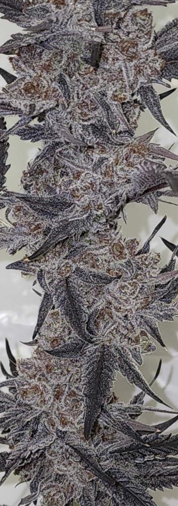 The Soap X Mac X Lemontree Qty 5 Regulars