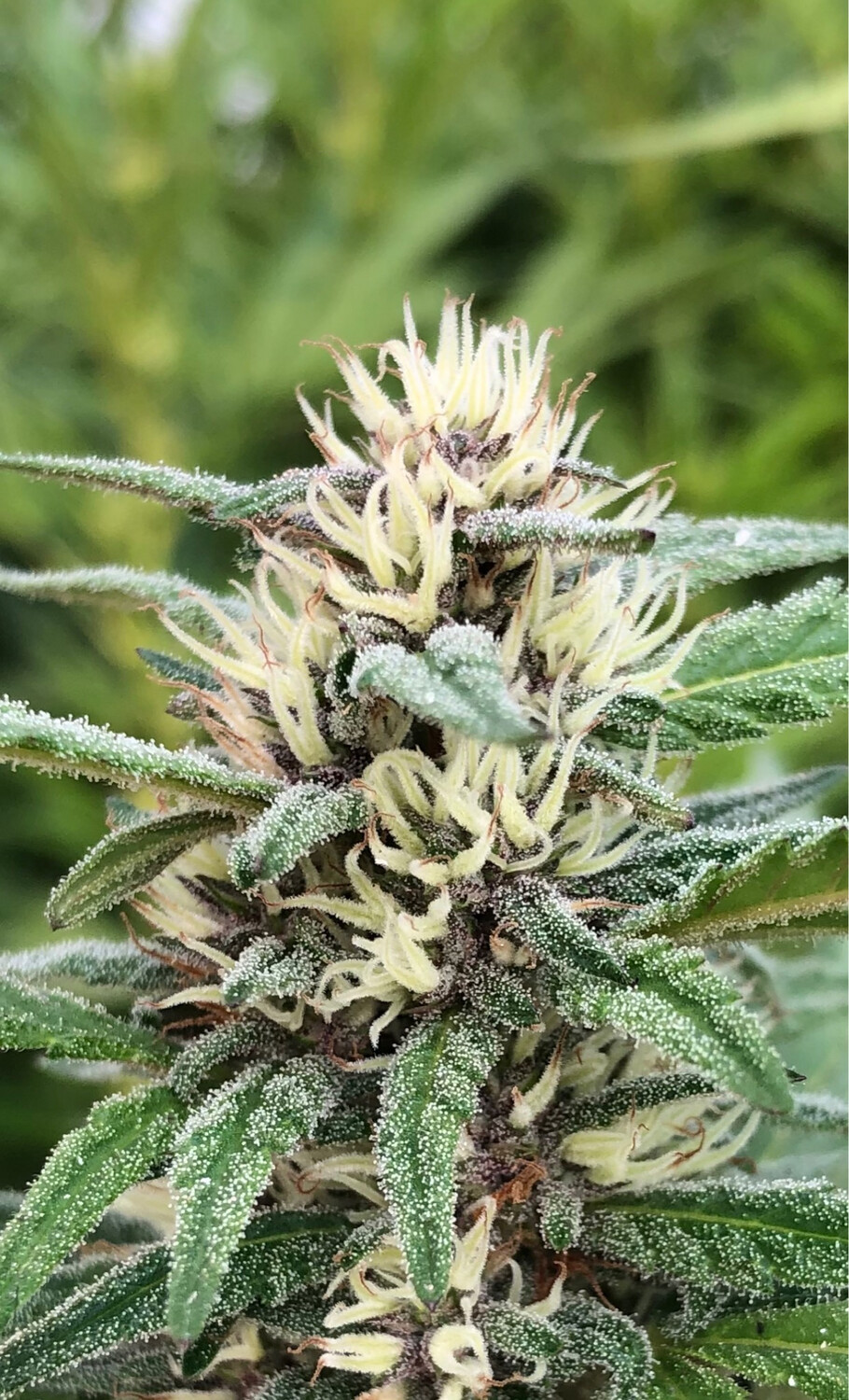 Skywalker Glue Autoflower Qty 5