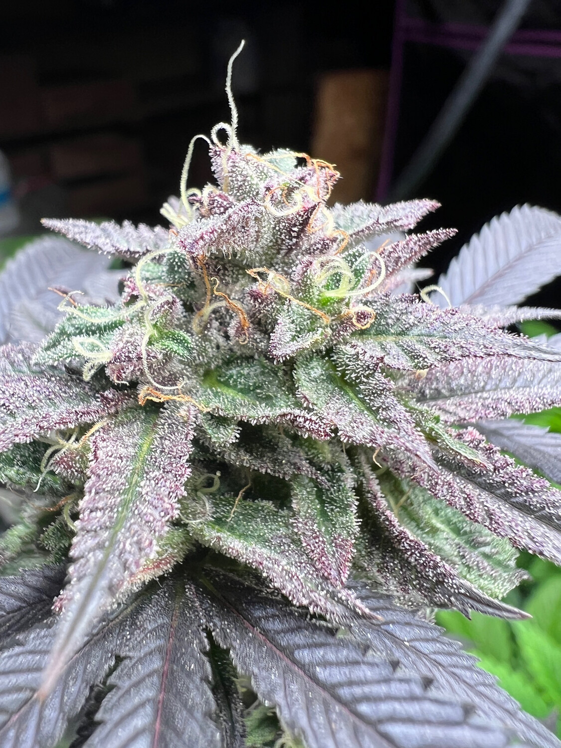 Moonbow X Sunset Sherbet BX1 (SJ) Qty 5 Regulars