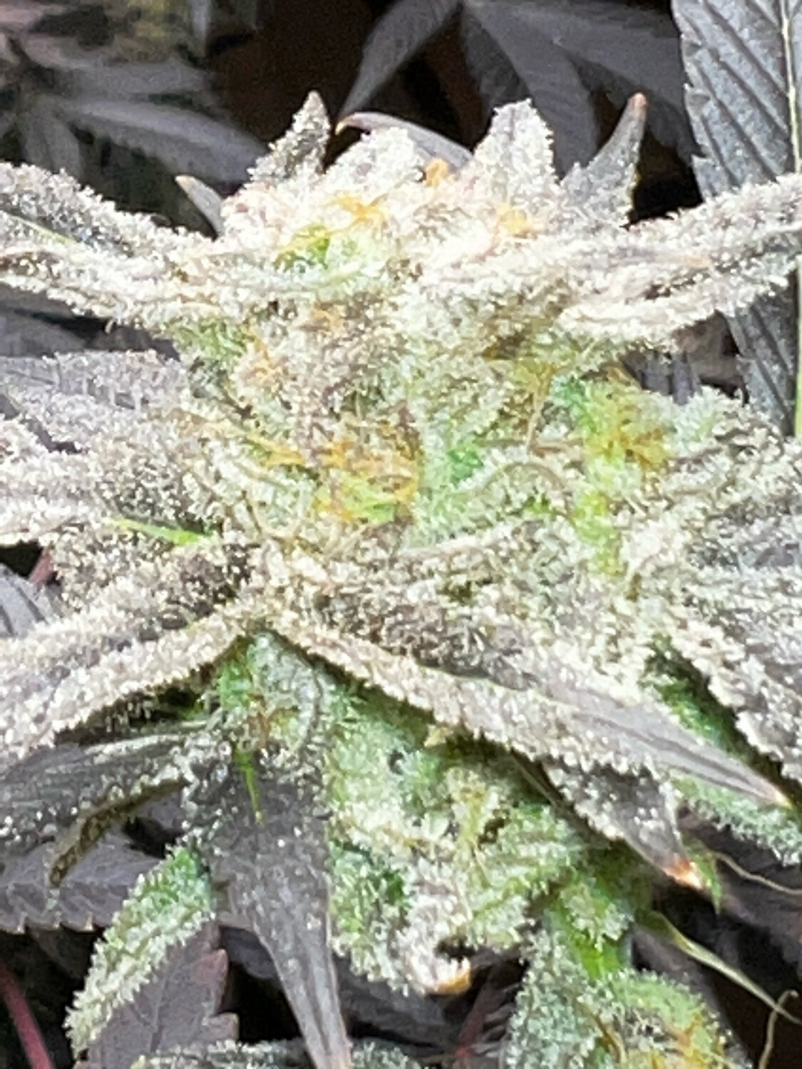 Chimera #3 X (mactree X Platinum Sherbet) Qty 5 Regulars /6 Available